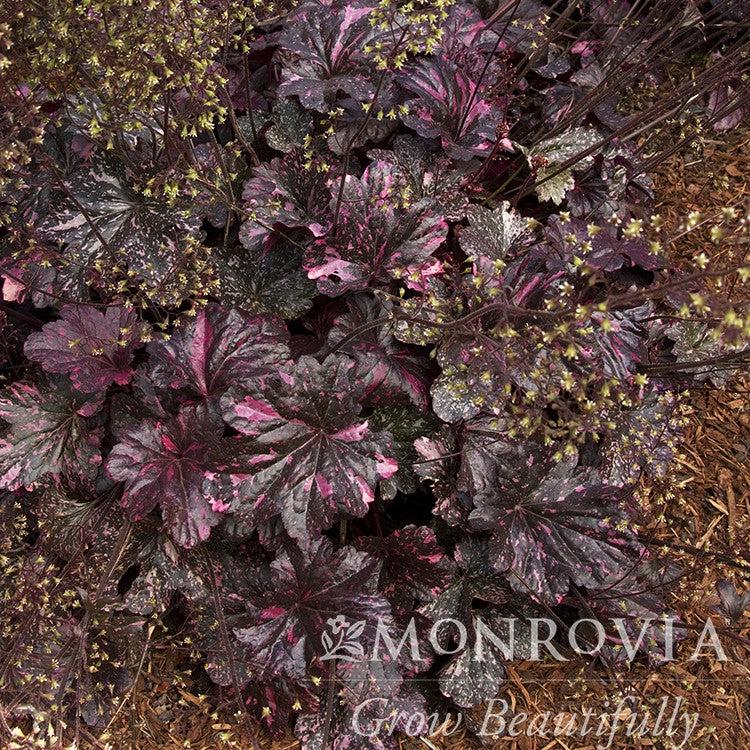 Heuchera x 'Midnight Rose' ~ Monrovia® Midnight Rose Coral Bells-ServeScape