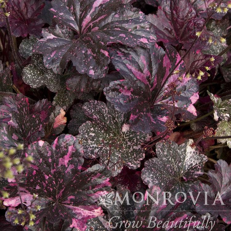 Heuchera x 'Midnight Rose' ~ Monrovia® Midnight Rose Coral Bells-ServeScape