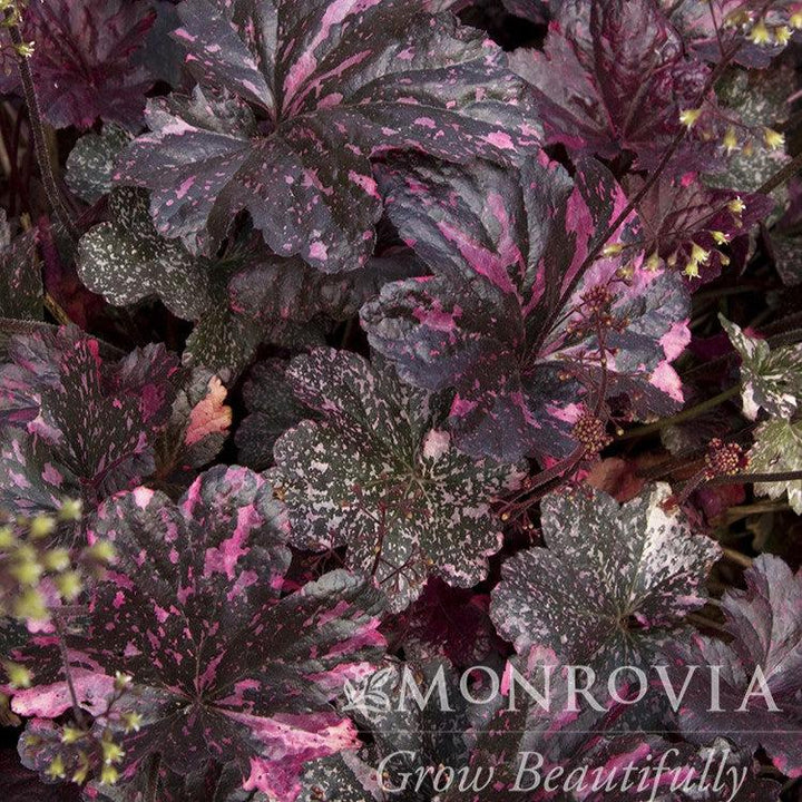 Heuchera x 'Midnight Rose' ~ Monrovia® Midnight Rose Coral Bells-ServeScape