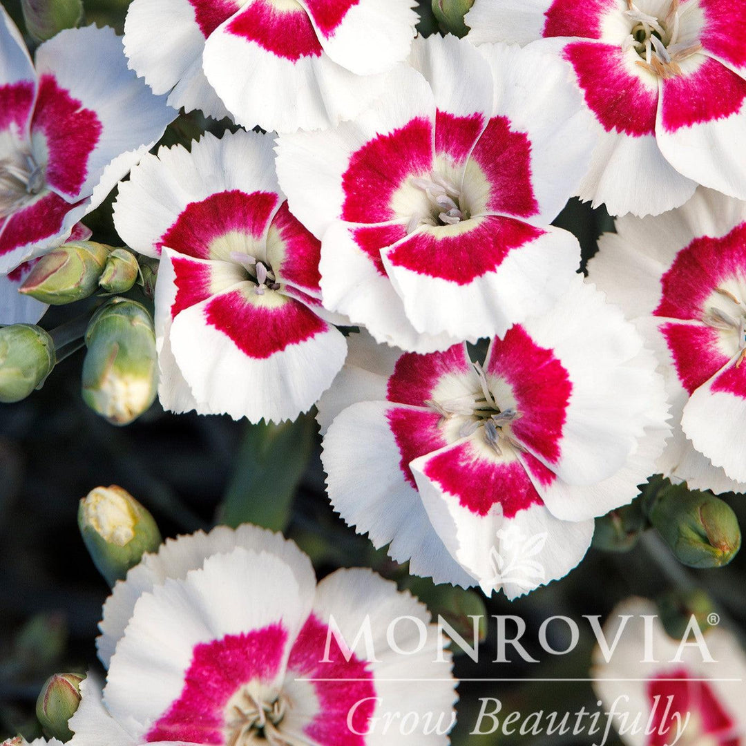 Dianthus 'Wp22 Pie39' ~ Monrovia® American Pie™ Berry à la Mode Dianthus-ServeScape