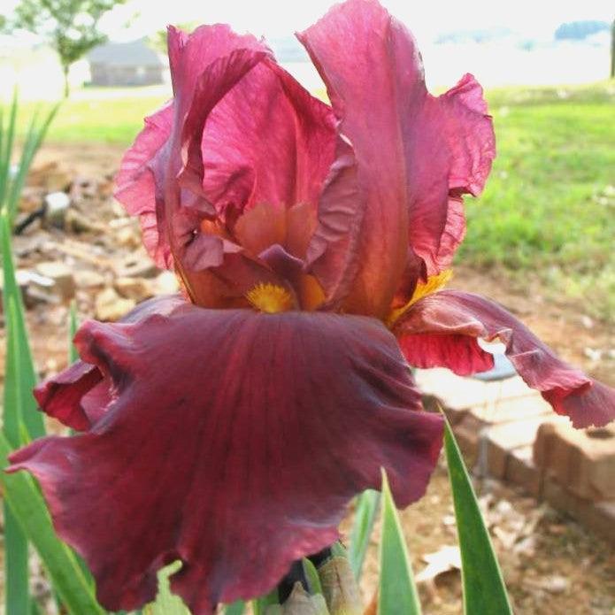 Iris germanica 'My Friend Jonathan' ~ My Friend Jonathan Bearded Iris-ServeScape