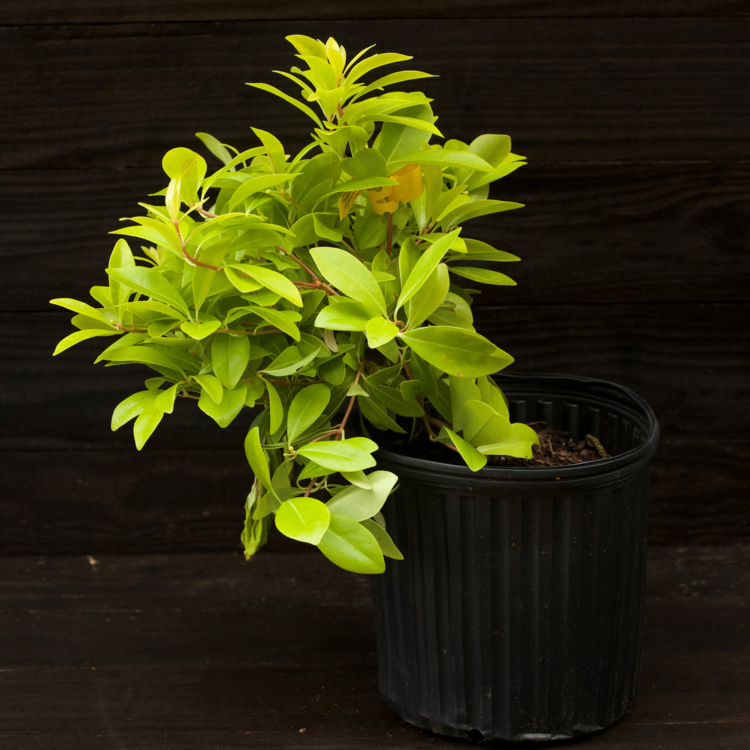 Illicium parviflorum 'Florida Sunshine' ~ Florida Sunshine Anise-ServeScape