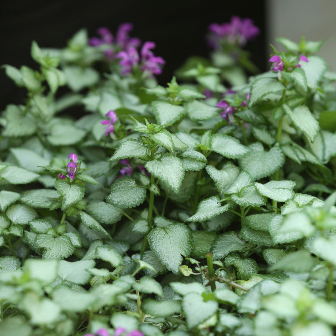 Lamium maculatum 'Beacon Silver' ~ Beacon Silver Deadnettle-ServeScape