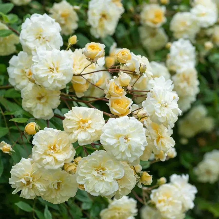 Rosa 'Auscanary' ~ Malvern Hills® Rose-ServeScape