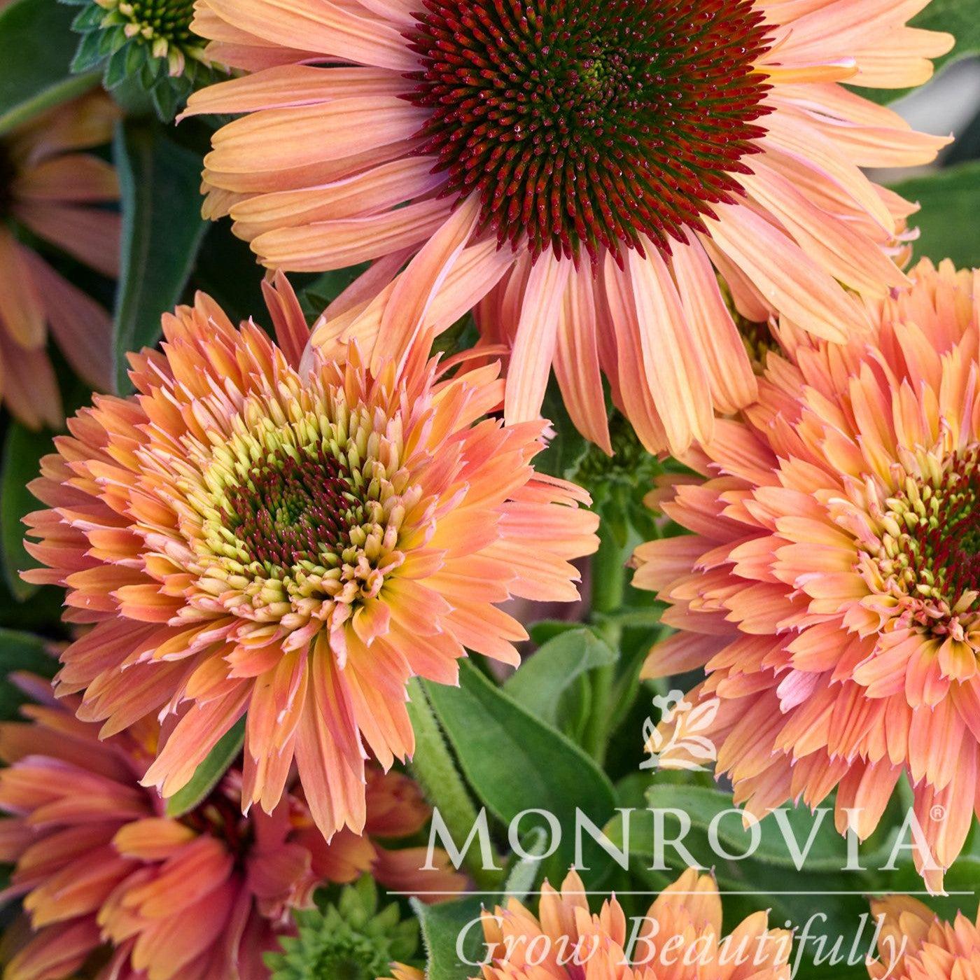 Echinacea 'Apricot' ~ Monrovia® FRESCO™ Apricot Coneflower-ServeScape