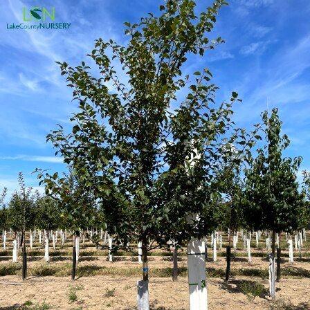 Malus x 'Hargozam' ~ Harvest Gold® Crabapple-ServeScape