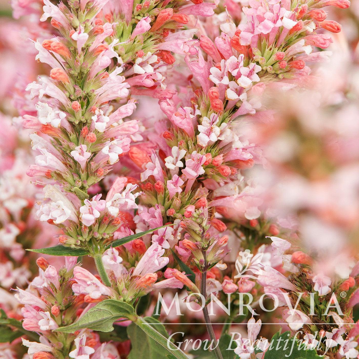 Agastache 'Pink Pearl' ~ Monrovia® Pink Pearl Agastache-ServeScape