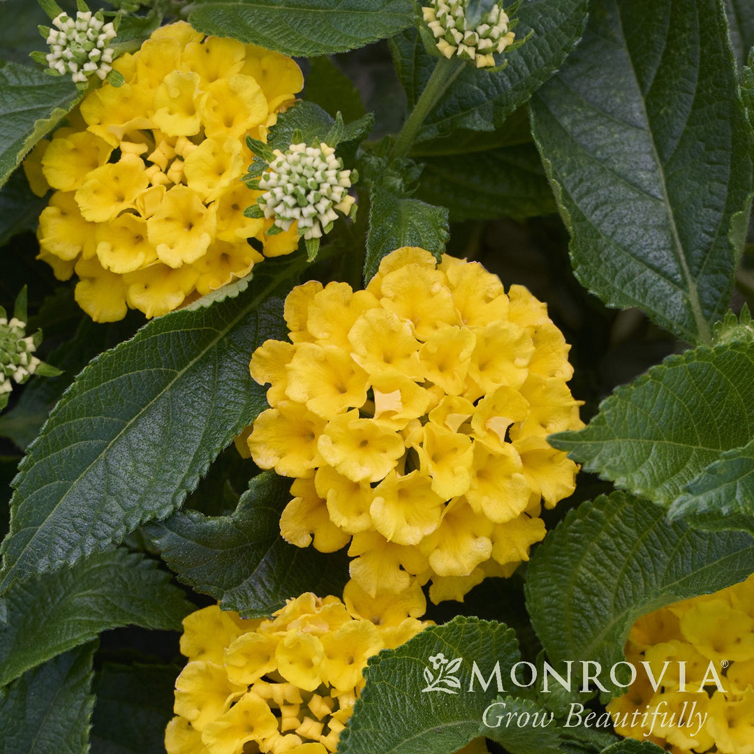 Lantana camara 'Fiesta Pina' ~ Monrovia® Fiesta™ Pina Lantana-ServeScape