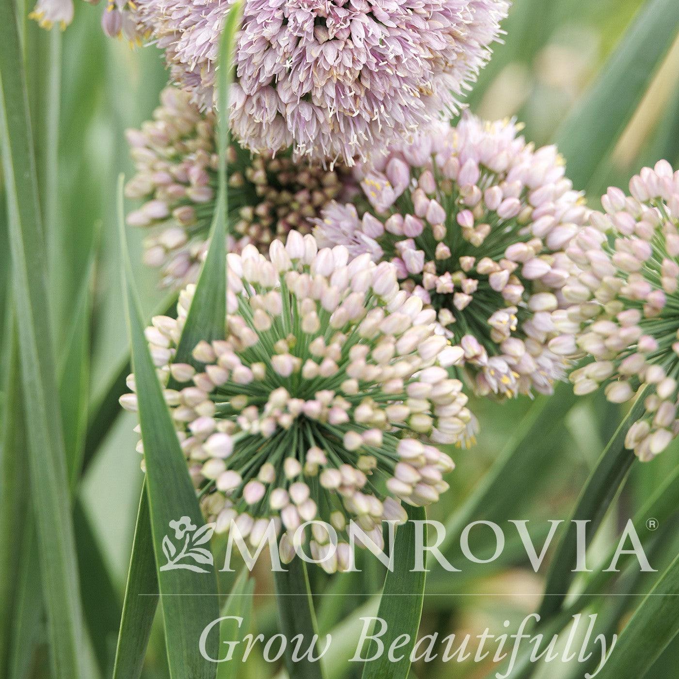 Allium ‘Bubble Bath’ ~ Monrovia® Bubble Bath Ornamental Onion-ServeScape