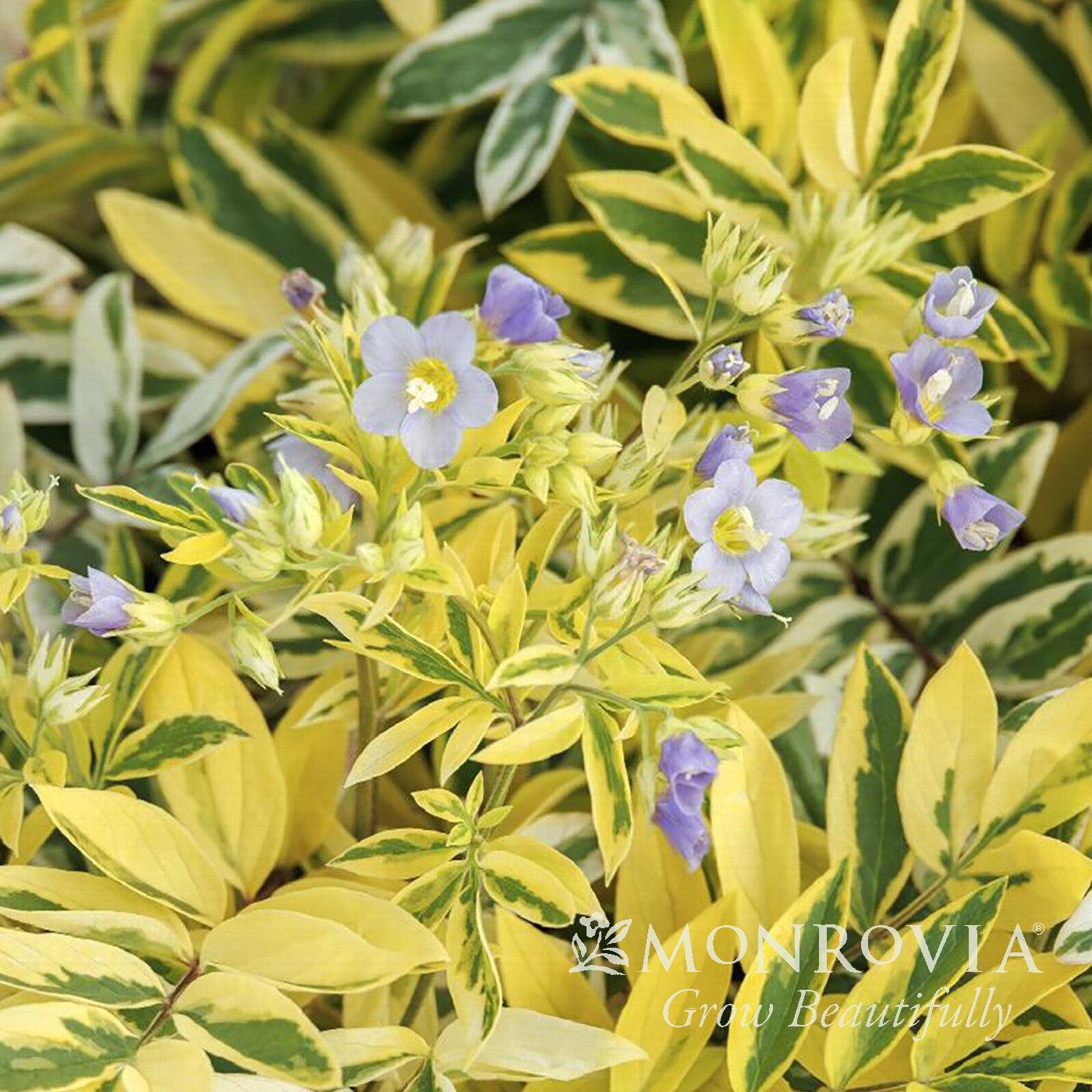Polemonium pulcherrimum 'Golden Feathers' PP35,067 ~ Monrovia® Golden Feathers Jacob's Ladder-ServeScape