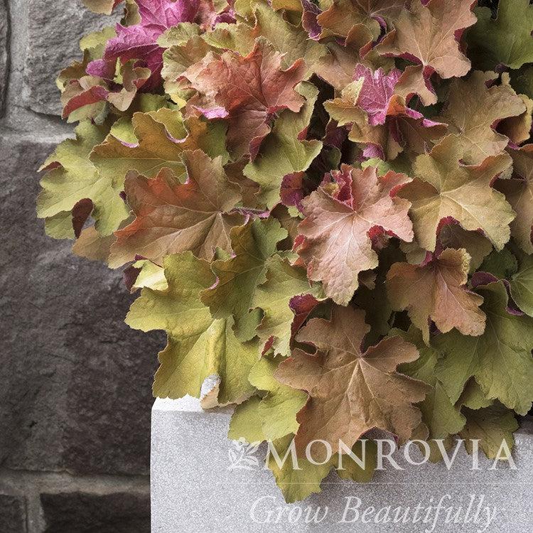 Heuchera 'Caramel' PP16,560 ~ Monrovia® Caramel Coral Bells, Heuchera-ServeScape