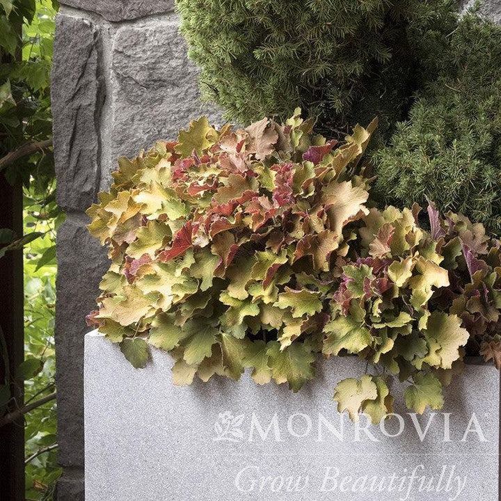 Heuchera 'Caramel' PP16,560 ~ Monrovia® Caramel Coral Bells, Heuchera-ServeScape