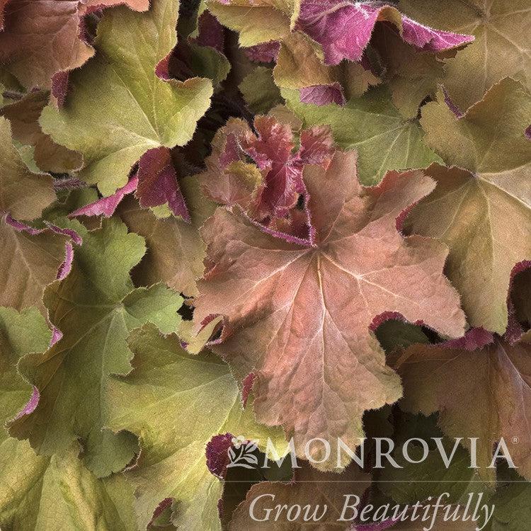 Heuchera 'Caramel' PP16,560 ~ Monrovia® Caramel Coral Bells, Heuchera-ServeScape