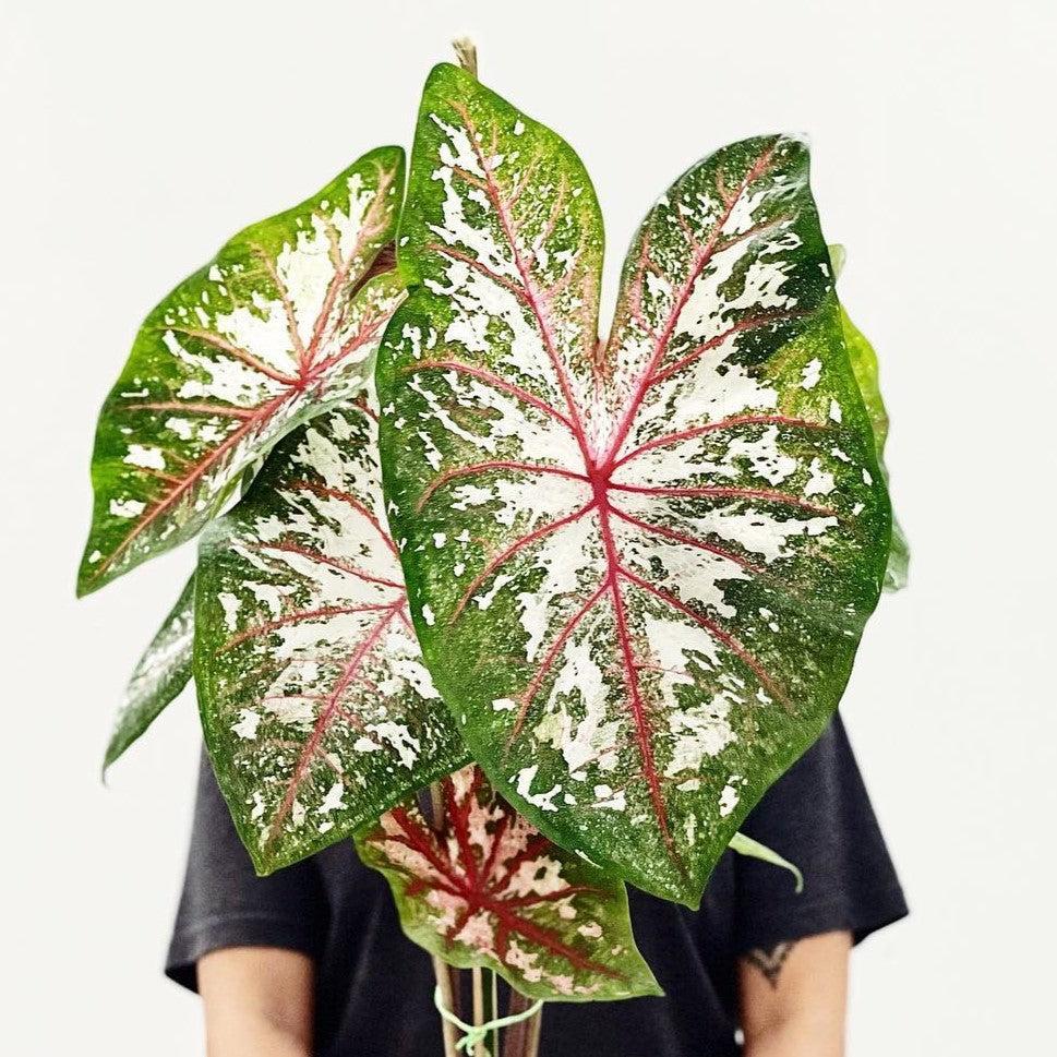 Caladium 'Tapestry’ ~ Tapestry Caladium-ServeScape