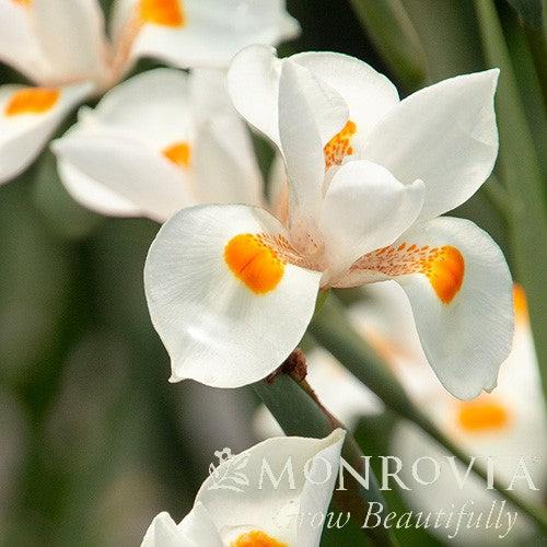 Dietes x 'Nola Alba' PP #21,460 ~ Monrovia® Katrina® African Iris-ServeScape