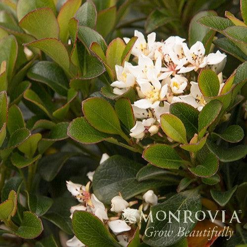 Rhaphiolepis umbellata 'RutRhaph1' PP #20,730 ~ Monrovia® Southern Moon® Yedda Hawthorn-ServeScape