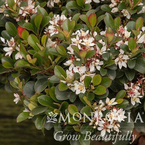 Rhaphiolepis umbellata 'RutRhaph1' PP #20,730 ~ Monrovia® Southern Moon® Yedda Hawthorn-ServeScape