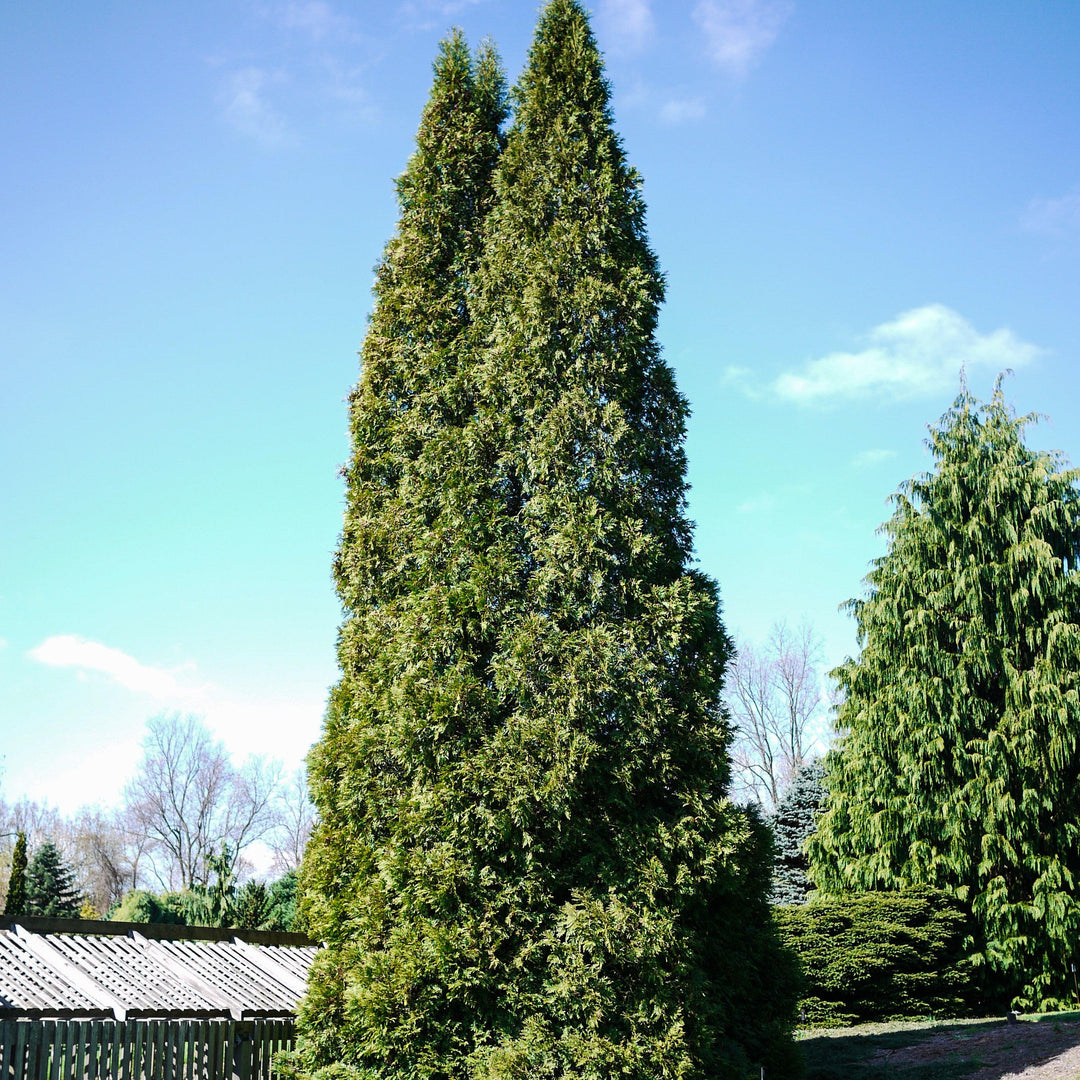 Thuja occidentalis 'Hetz Wintergreen' ~ Hetz Wintergreen Arborvitae-ServeScape