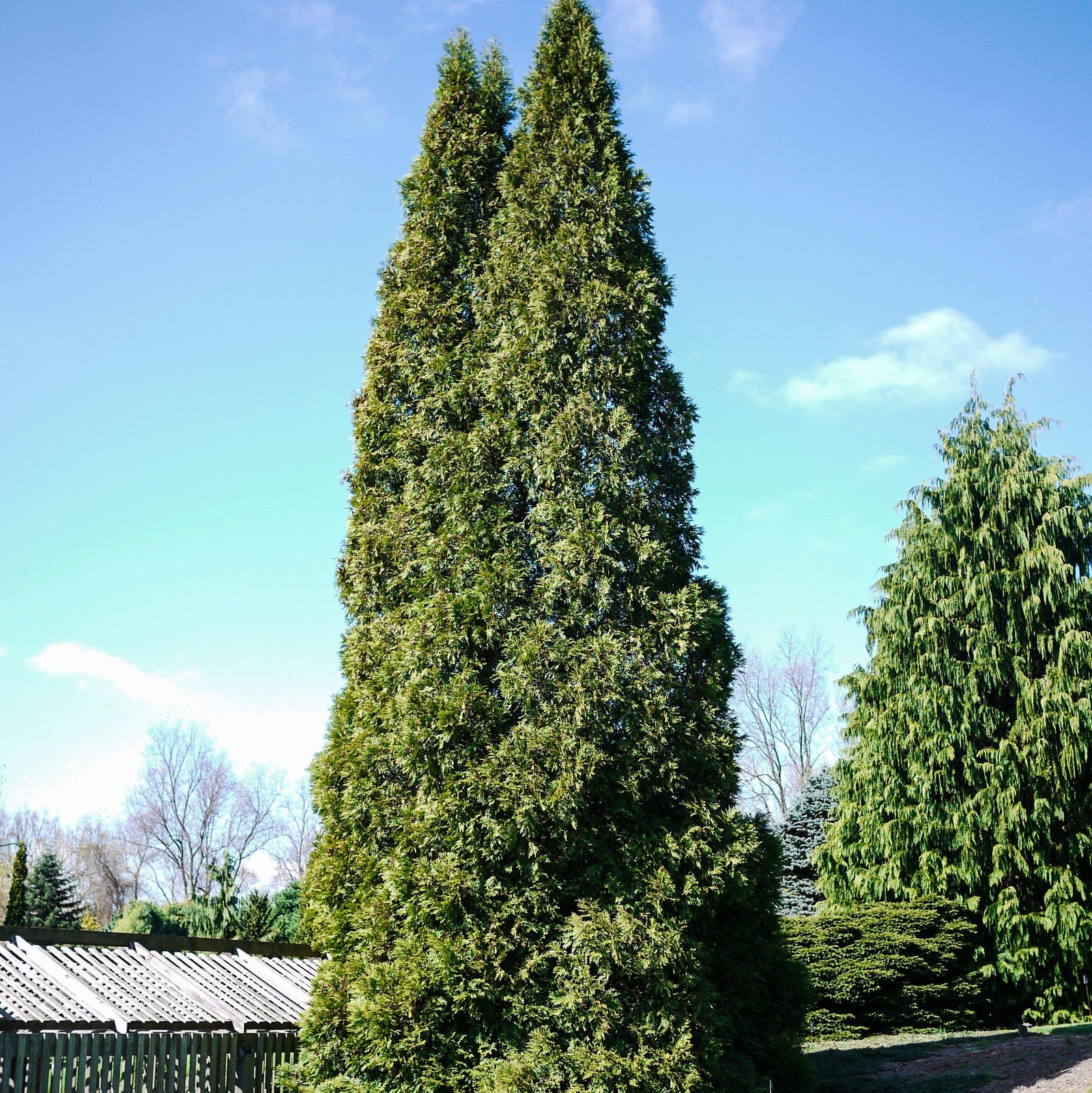 Thuja occidentalis 'Hetz Wintergreen' ~ Hetz Wintergreen Arborvitae-ServeScape