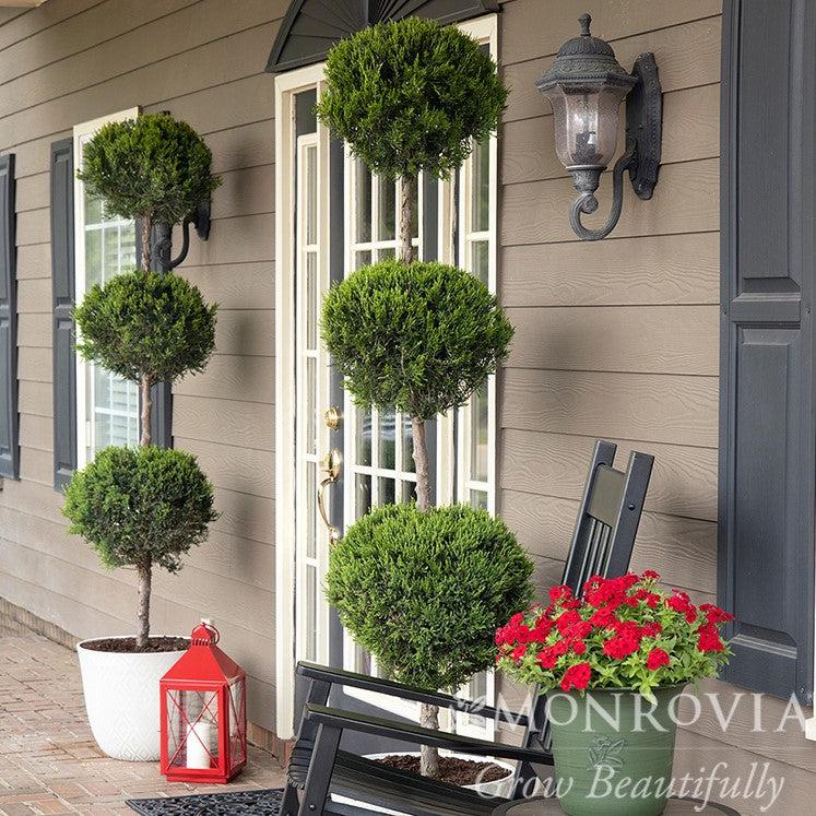 Juniperus chinensis 'Hetzii Columnaris' ~ Monrovia® Green Columnar Juniper-ServeScape