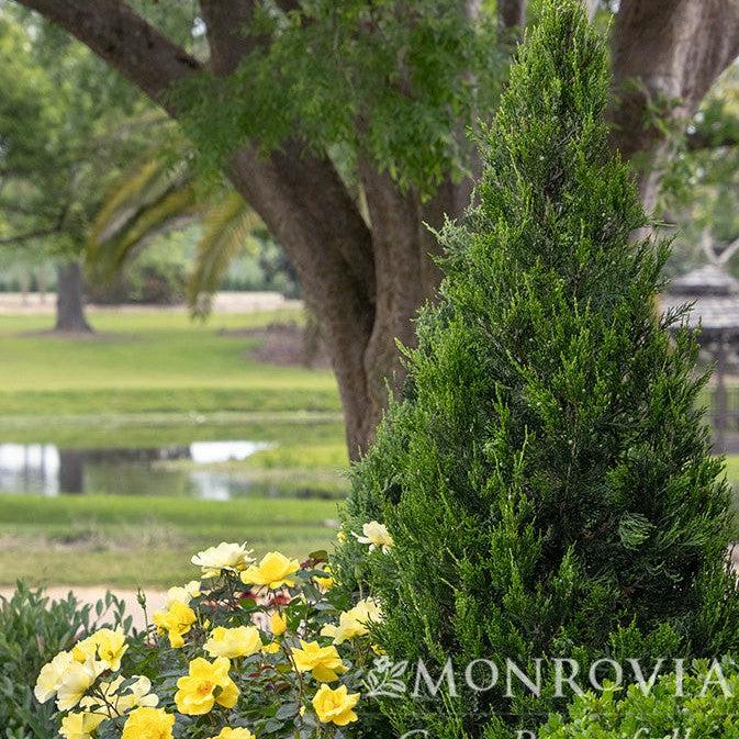 Juniperus chinensis 'Hetzii Columnaris' ~ Monrovia® Green Columnar Juniper-ServeScape