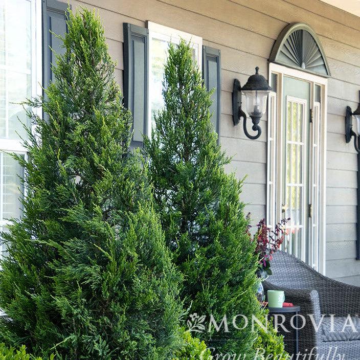 Juniperus chinensis 'Hetzii Columnaris' ~ Monrovia® Green Columnar Juniper-ServeScape