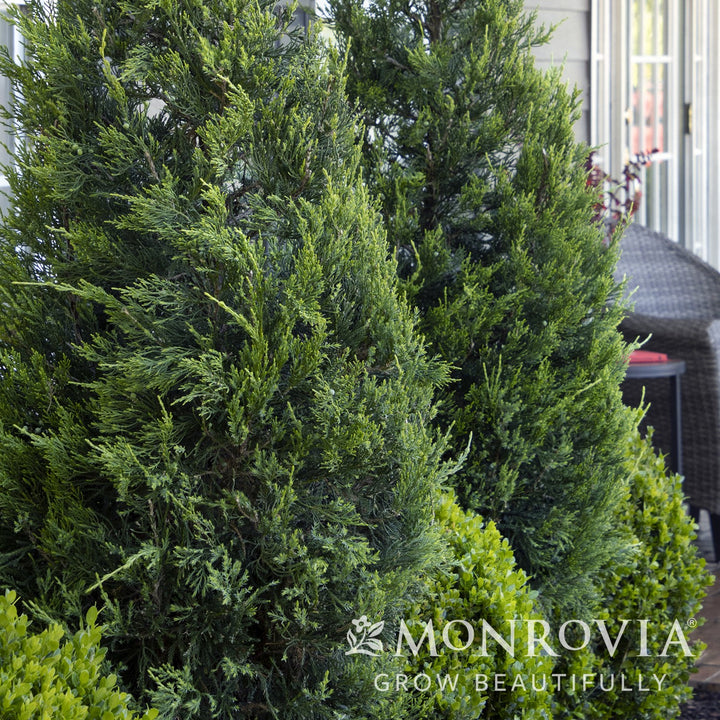 Juniperus chinensis 'Hetzii Columnaris' ~ Monrovia® Green Columnar Juniper-ServeScape