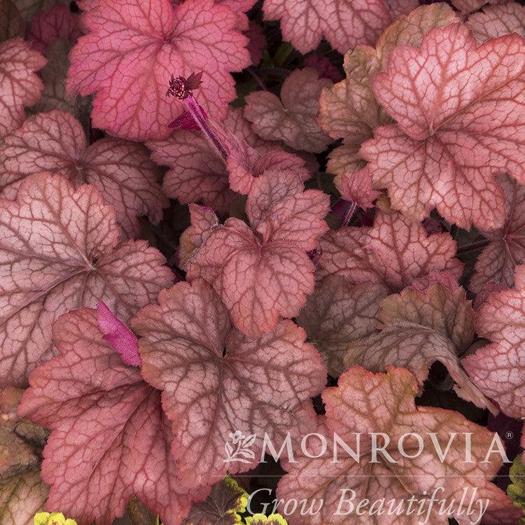 Heuchera villosa 'Georgia Peach' ~ Monrovia® Georgia Peach Coral Bells-ServeScape