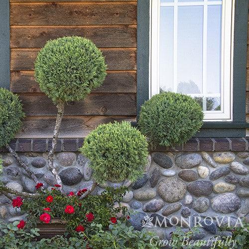 Juniperus chinensis 'Hetzii Glauca' ~ Monrovia® Hetz Blue Juniper-ServeScape