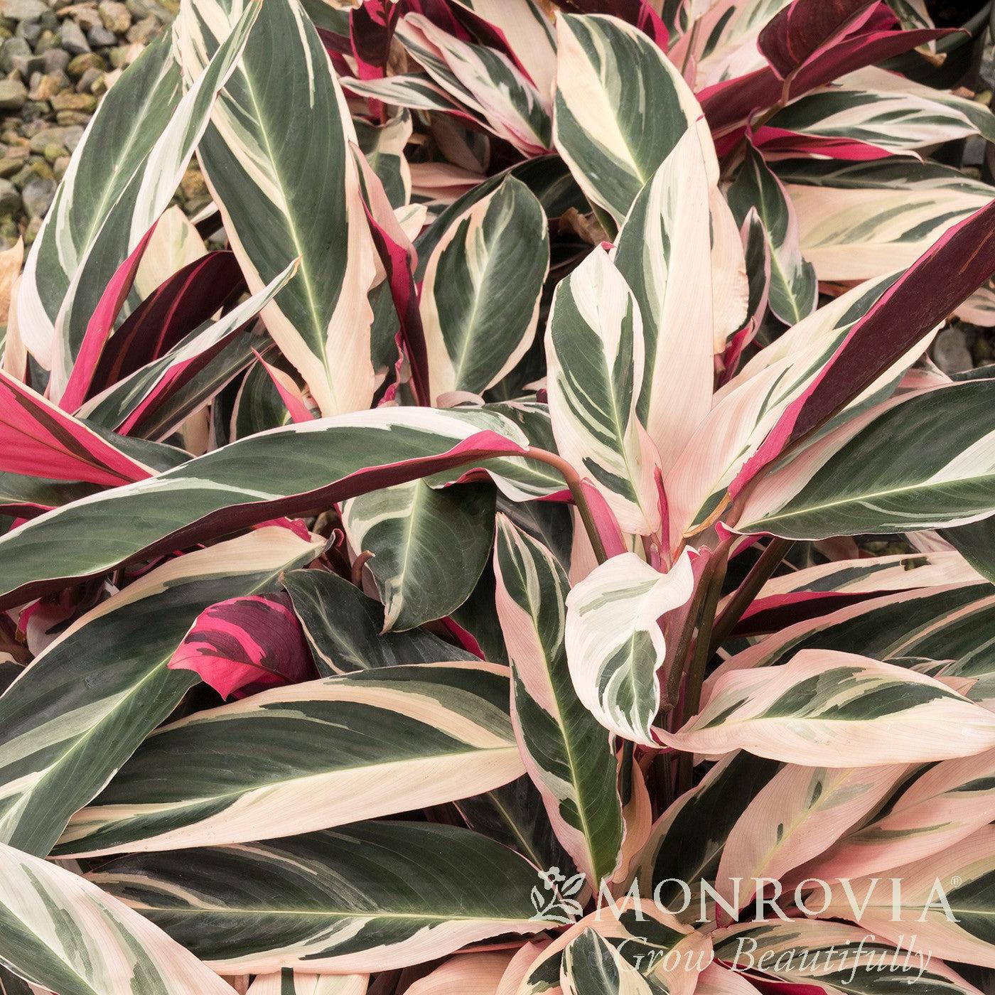 Stromanthe sanguinea 'Triostar' ~ Monrovia® Triostar Stromanthe-ServeScape