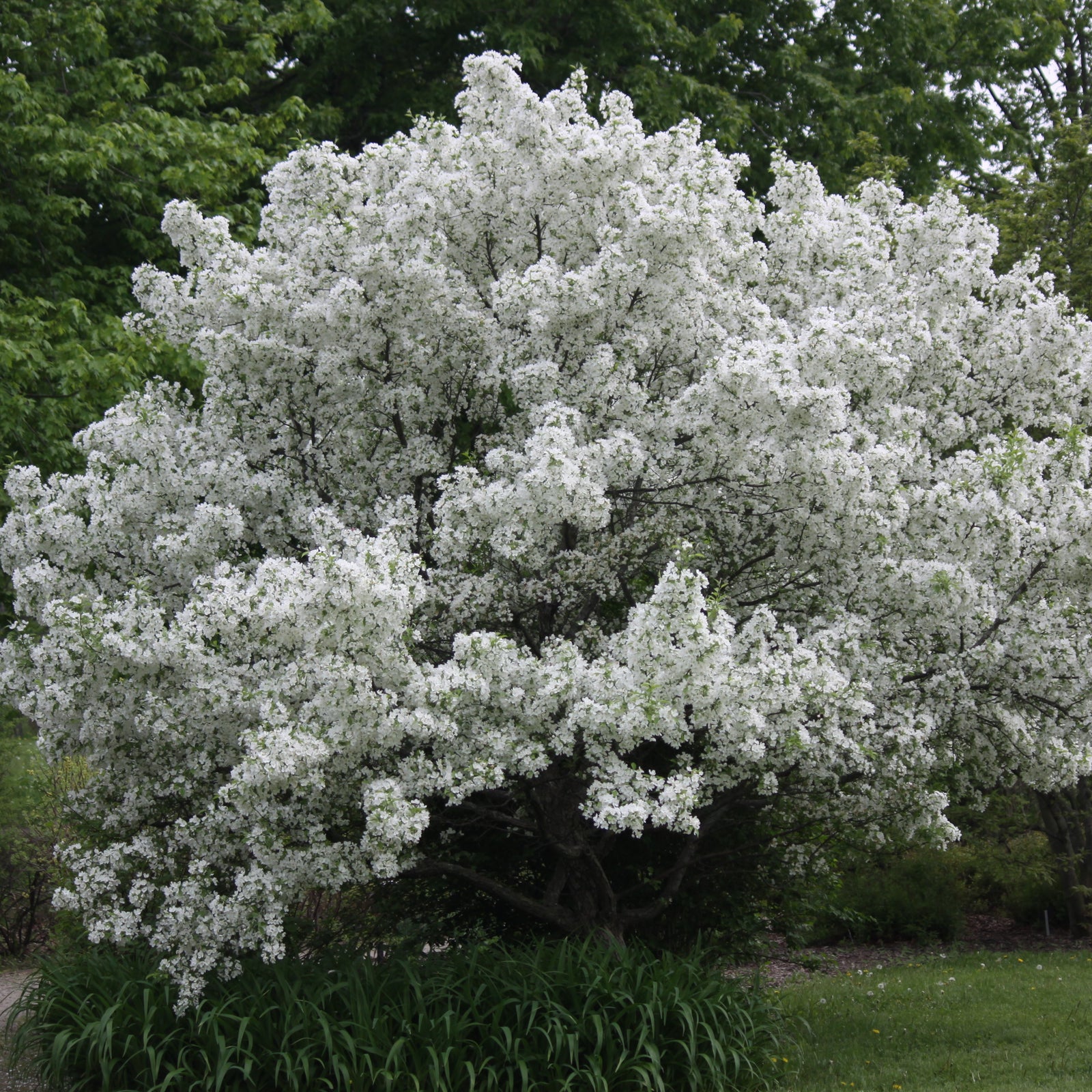 Malus x 'Snowdrift' ~ Monrovia® Snowdrift Flowering Crabapple-ServeScape