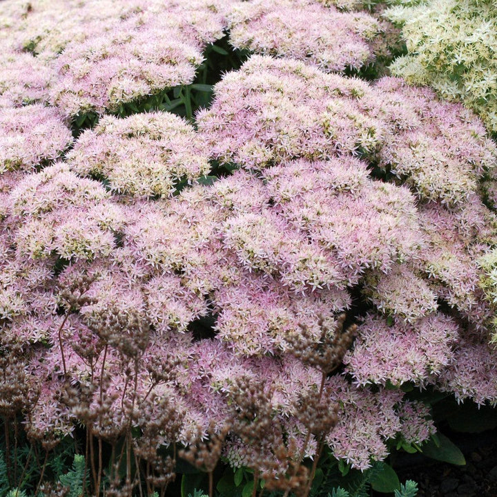 Sedum spectabile 'Crystal Pink' ~ Monrovia® Crystal Pink Sedum-ServeScape