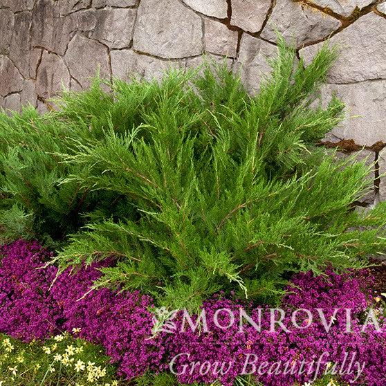 Juniperus chinensis 'Monlep' ~ Monrovia® Mint Julep® Juniper-ServeScape