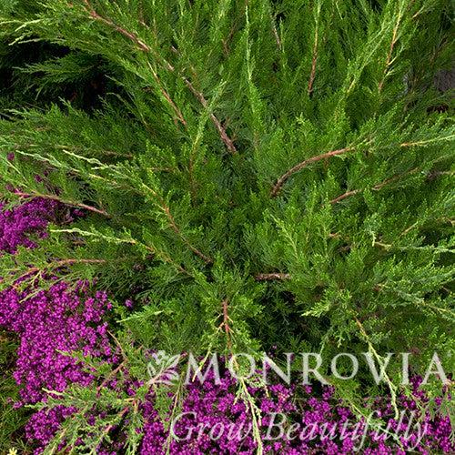 Juniperus chinensis 'Monlep' ~ Monrovia® Mint Julep® Juniper-ServeScape