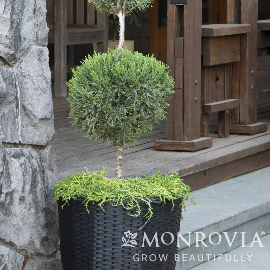 Juniperus chinensis 'Monlep' ~ Monrovia® Mint Julep® Juniper-ServeScape