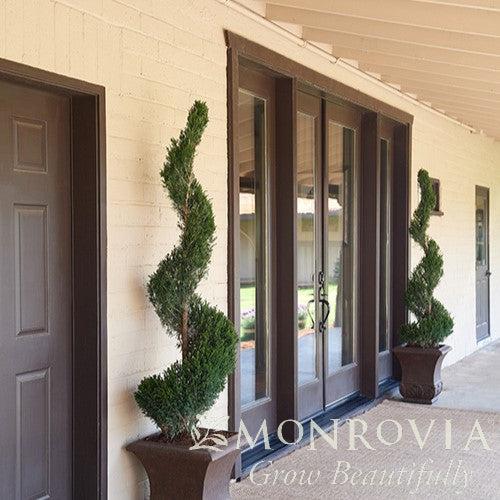 Juniperus chinensis 'Monlep' ~ Monrovia® Mint Julep® Juniper-ServeScape