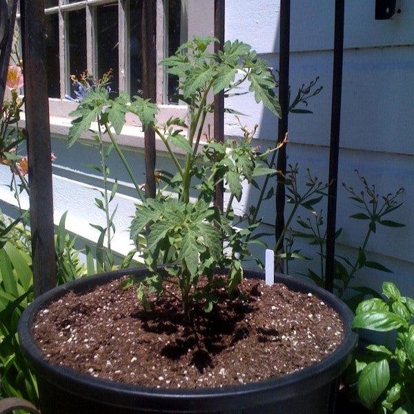 Solanum lycopersicum 'Cherokee Purple' ~ Cherokee Purple Tomato-ServeScape