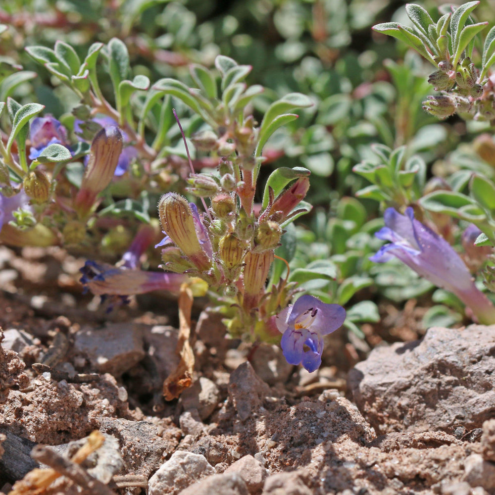 Penstemon 'Tushar Blue' ~ Tushar Blue Beardtongue-ServeScape