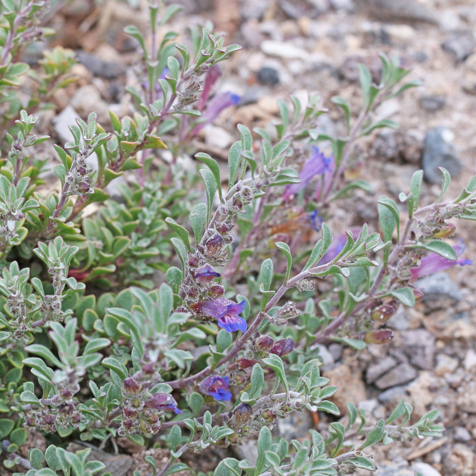Penstemon 'Tushar Blue' ~ Tushar Blue Beardtongue-ServeScape