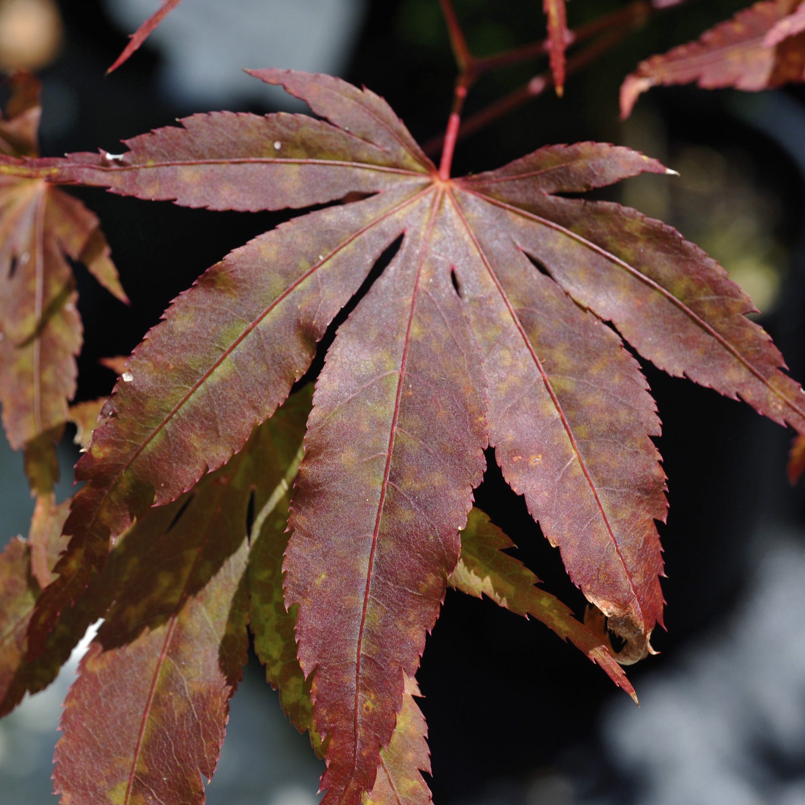 Acer palmatum 'Moonfire' ~ Moonfire Japanese Maple-ServeScape