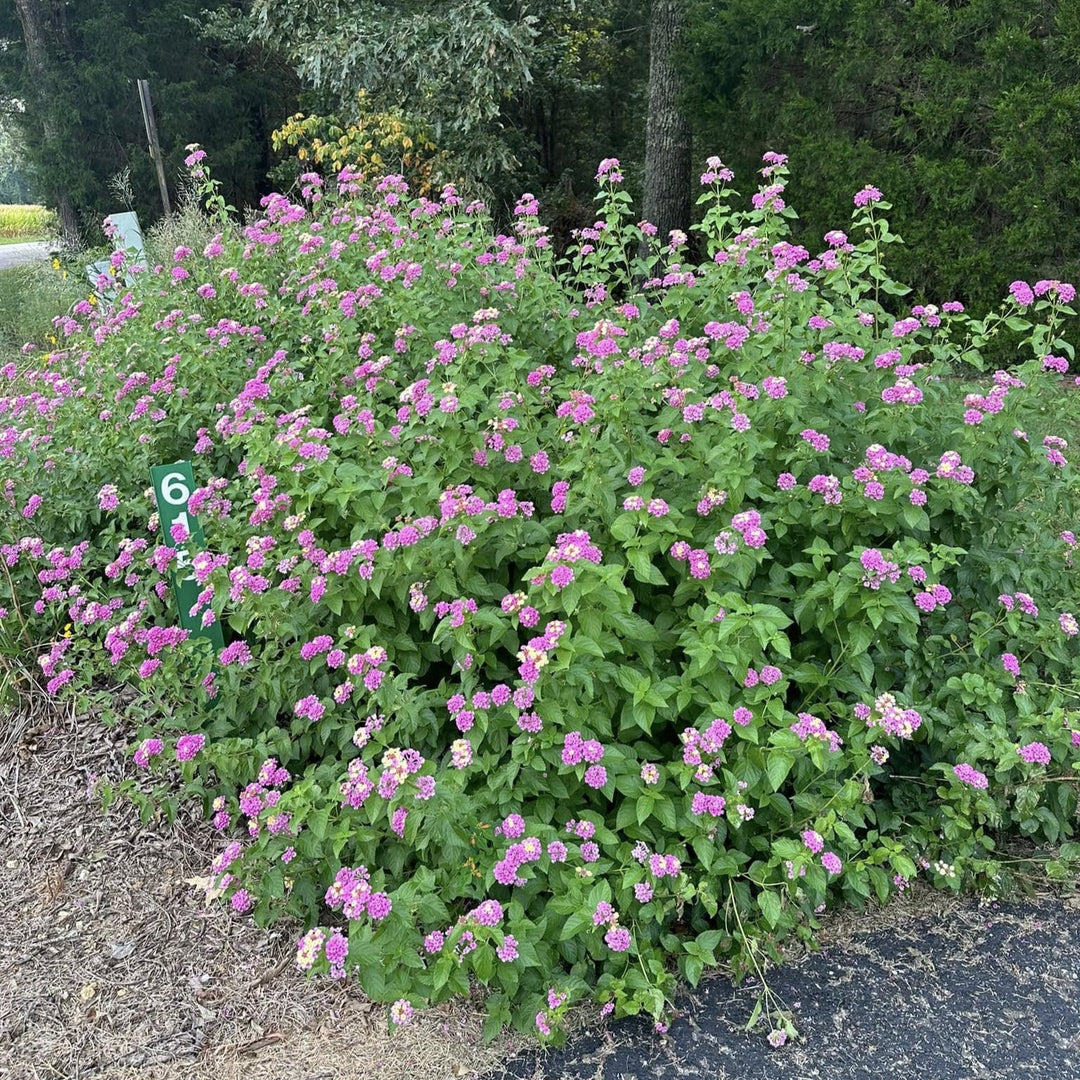 Lantana camara 'Ham & Eggs' ~ Ham & Eggs Lantana-ServeScape