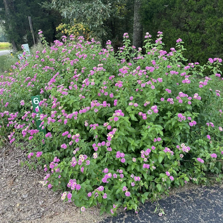 Lantana camara 'Ham & Eggs' ~ Ham & Eggs Lantana-ServeScape