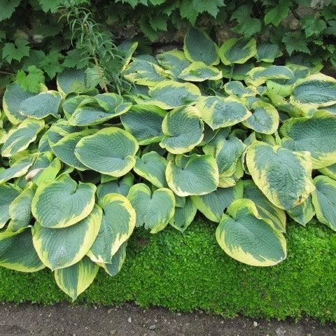 Hosta 'Terms of Endearment' ~ Terms of Endearment Hosta-ServeScape