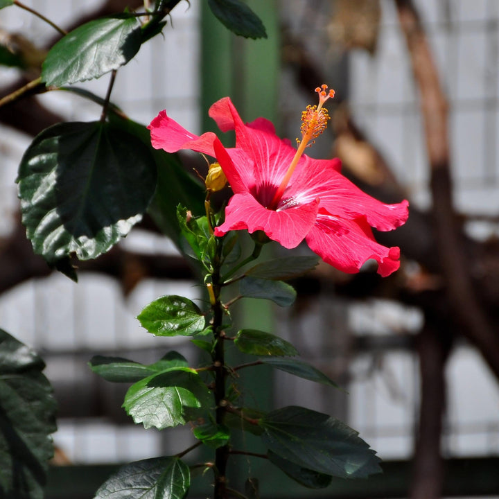 Hibiscus rosa-sinensis 'Brilliant' ~ Monrovia® Brilliant Hibiscus-ServeScape