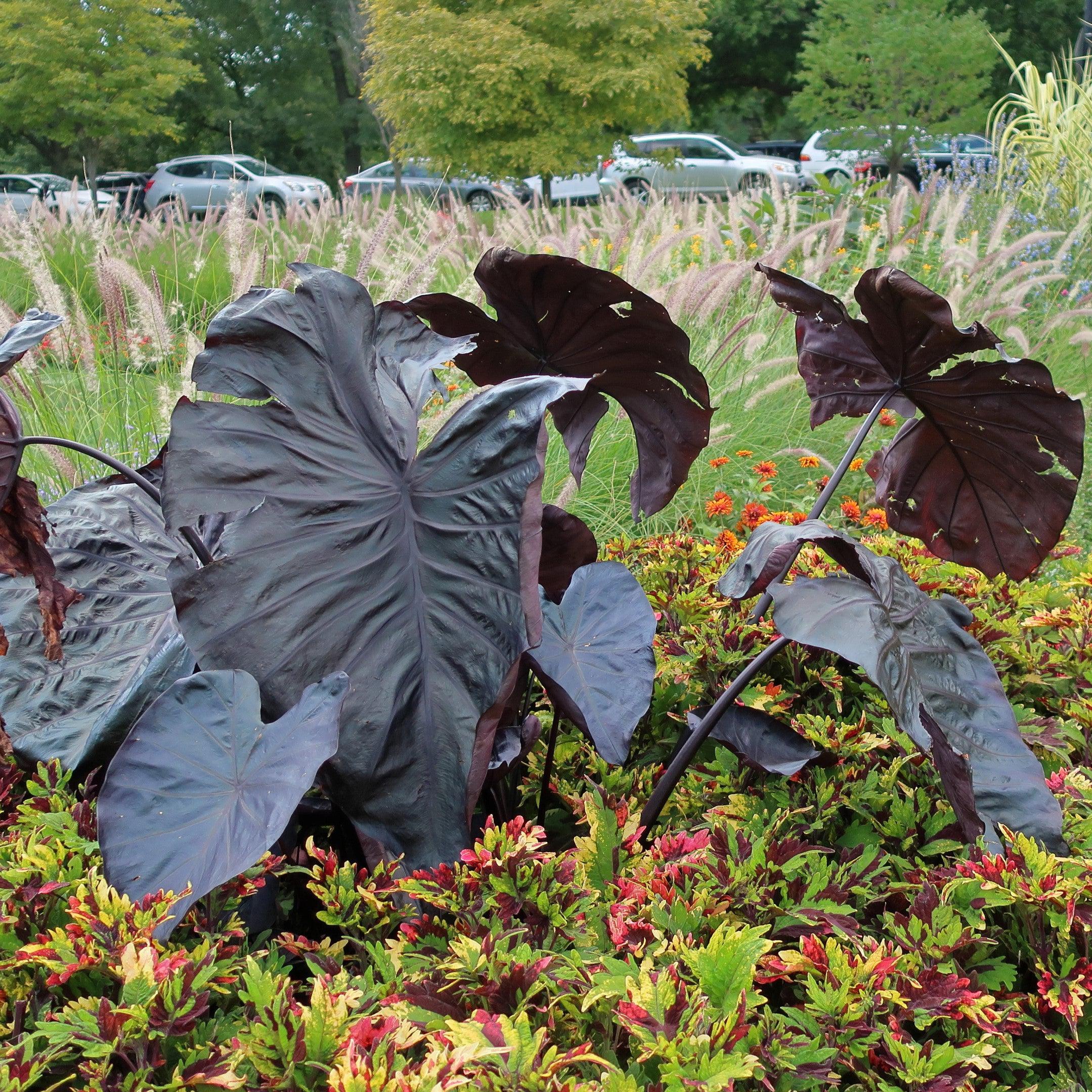 colocasia black coral elephant ear plant Royal Hawaiian® Black Coral Elephant Ear