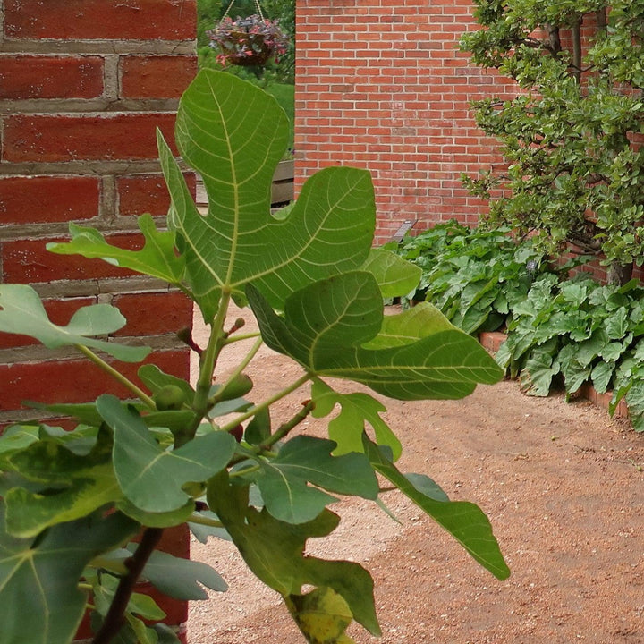 Ficus carica 'PT-DF-14' ~ Fignomenal® Dwarf Fig-ServeScape