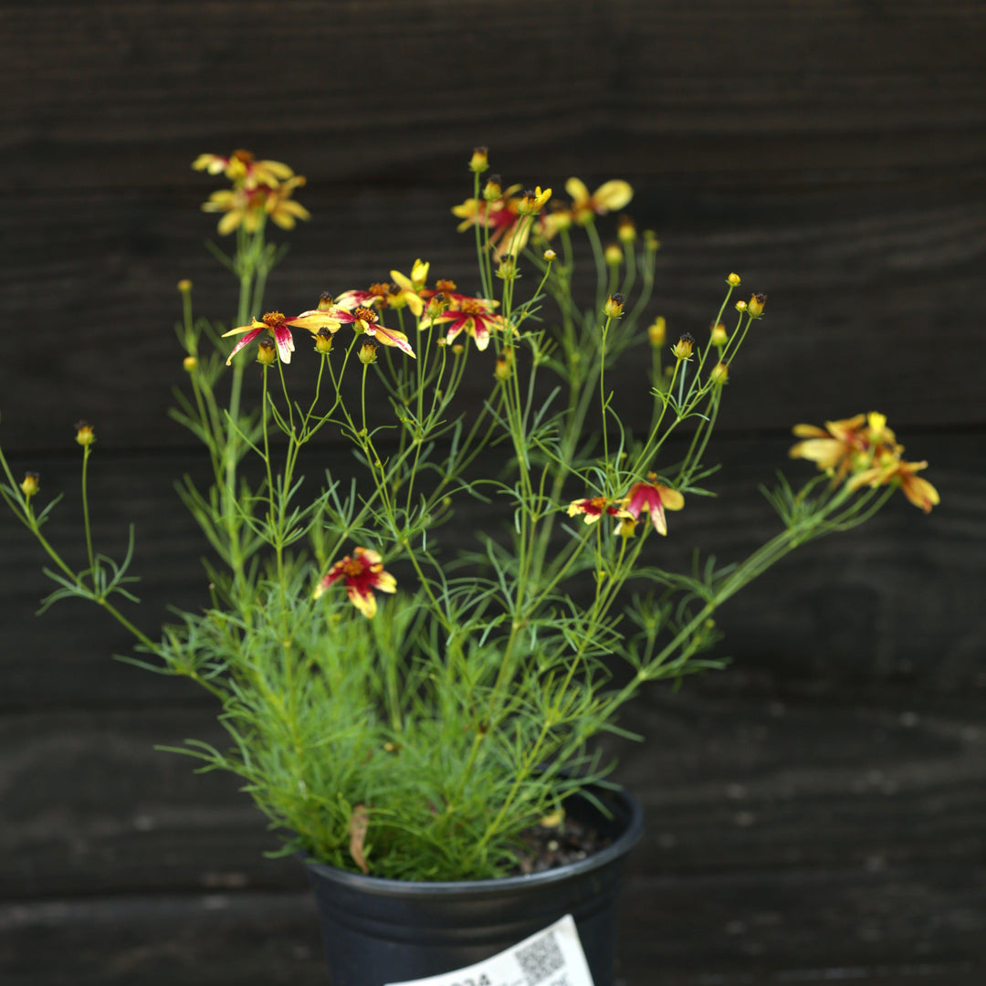 Coreopsis verticillata 'Route 66' ~ Cruizin™ Route 66 Coreopsis-ServeScape