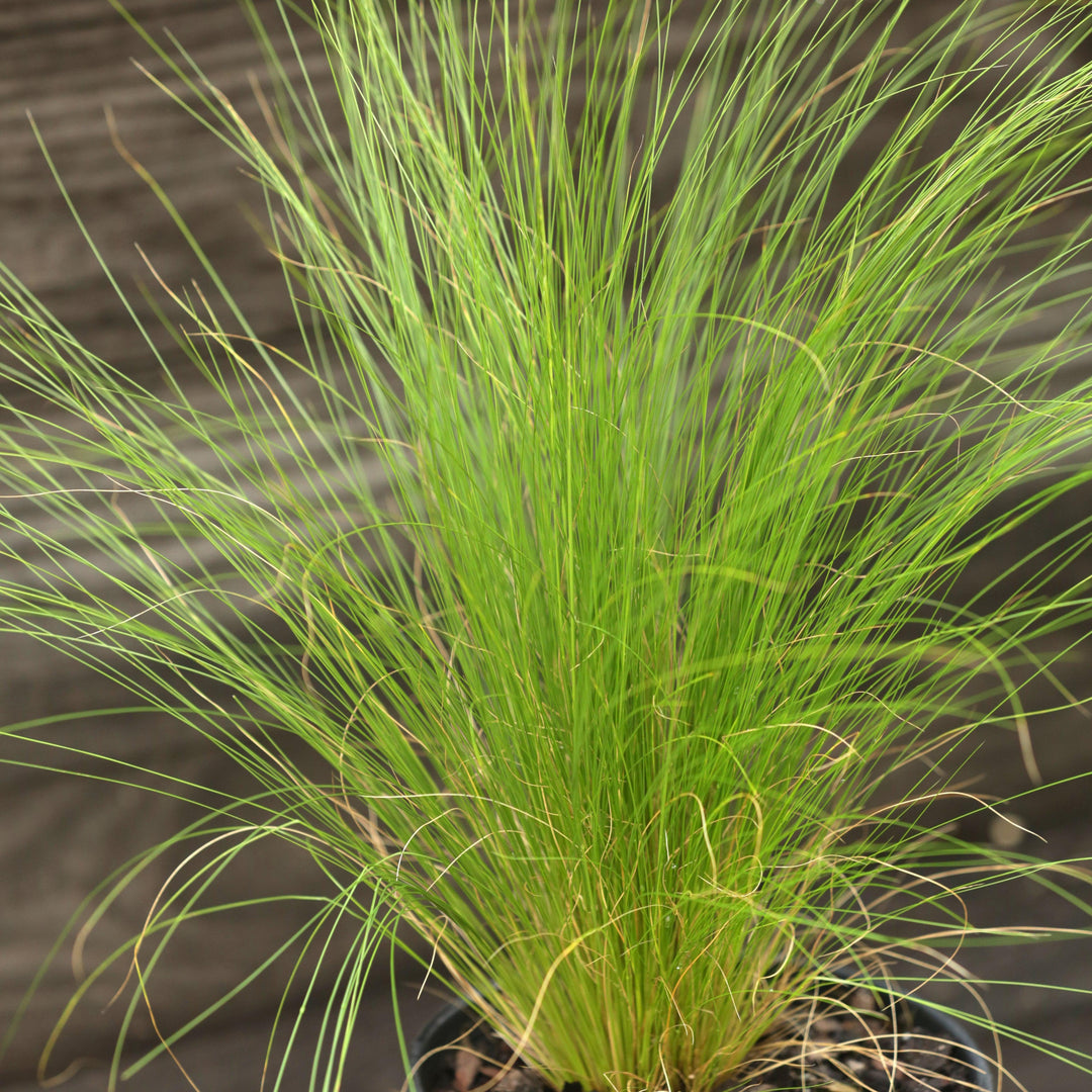 Nassella tenuissima ~ Mexican Feather Grass-ServeScape