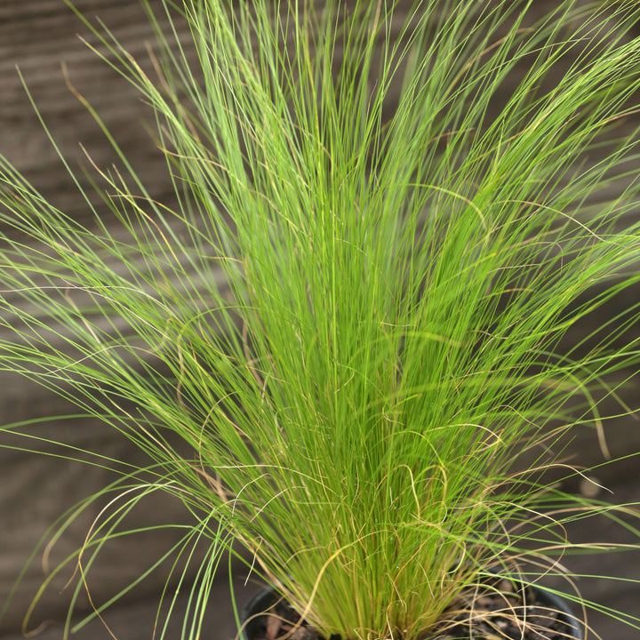 Nassella tenuissima ~ Mexican Feather Grass-ServeScape