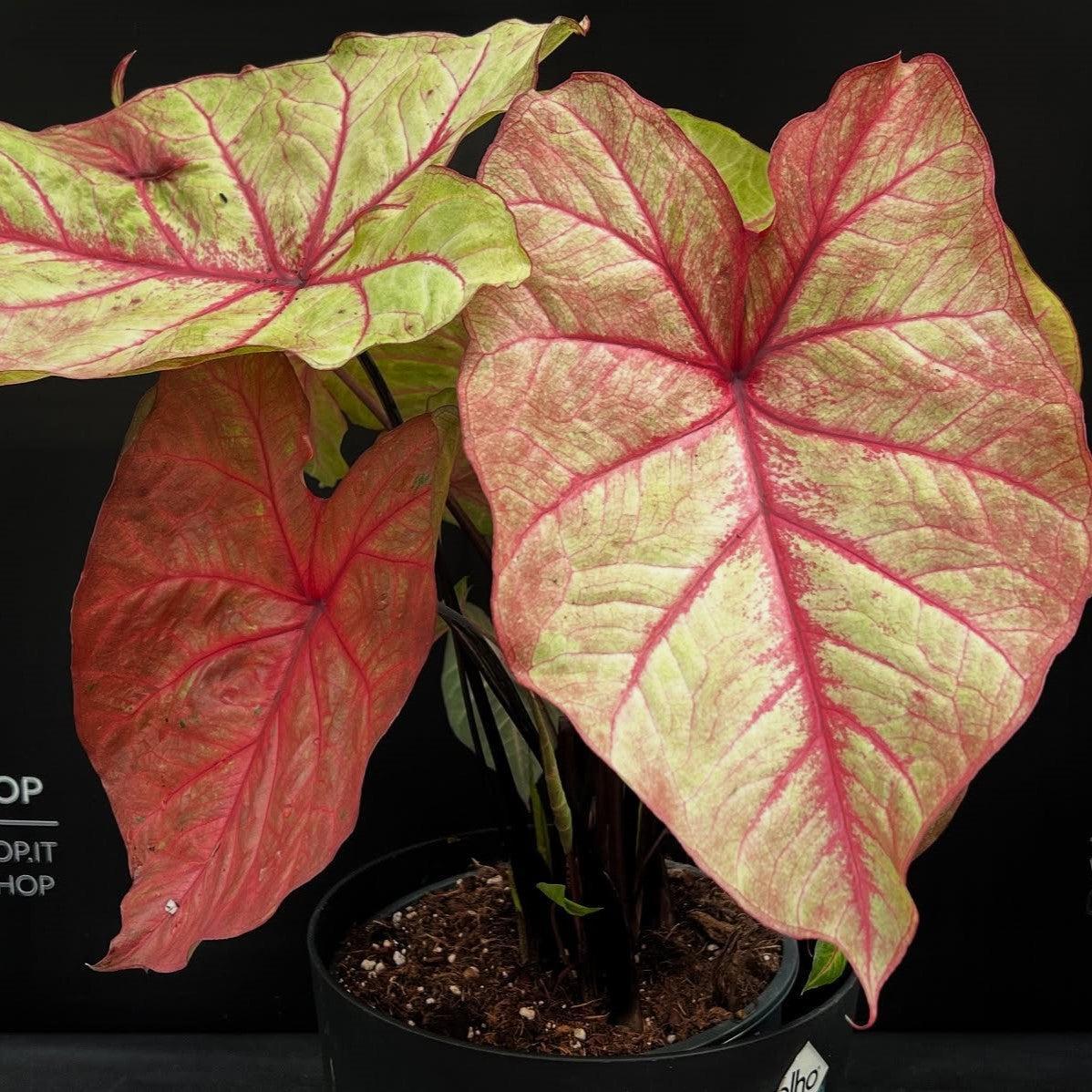 Caladium 'Autumn Beauty’ ~ Autumn Beauty Caladium-ServeScape